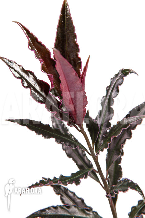 Ardisia sp &lsquo;pink&rsquo;