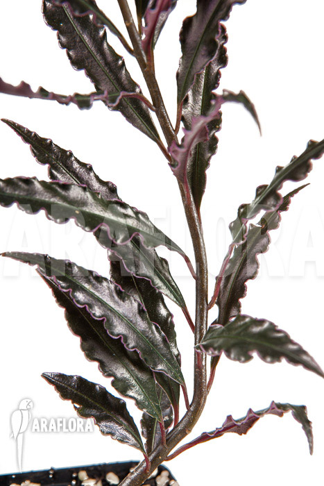 Ardisia sp &lsquo;pink&rsquo;