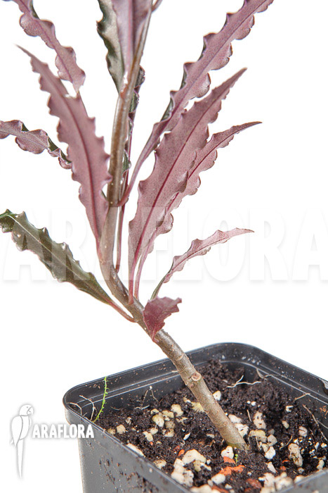 Ardisia sp &lsquo;pink&rsquo;