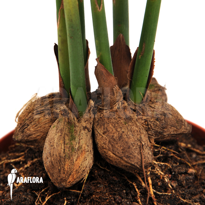 Areca catechu  &lsquo;L&rsquo;