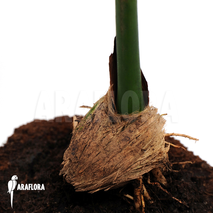 Areca catechu  &lsquo;M&rsquo;