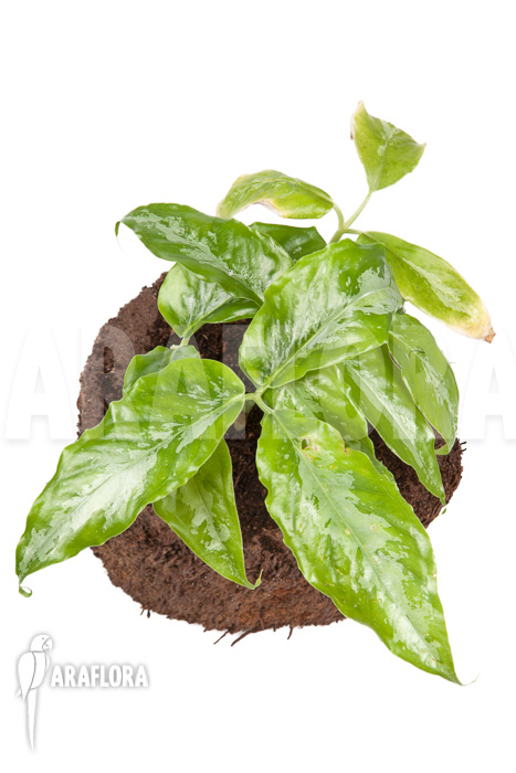 Arisaema filiforme &lsquo;Borneo&rsquo;