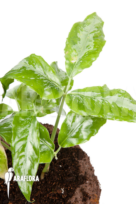 Arisaema filiforme &lsquo;Borneo&rsquo;