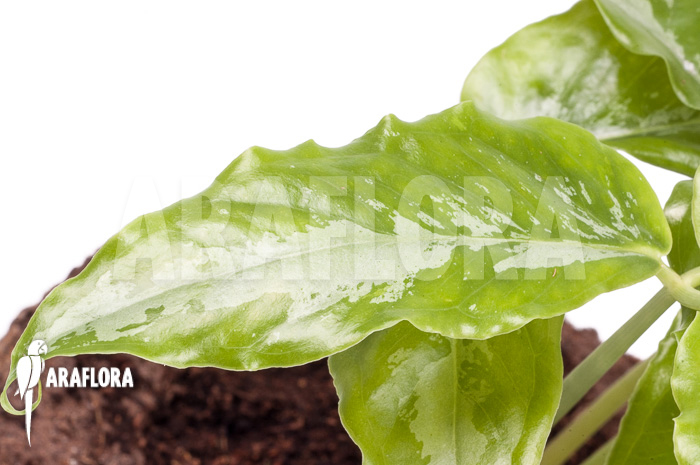 Arisaema filiforme &lsquo;Borneo&rsquo;