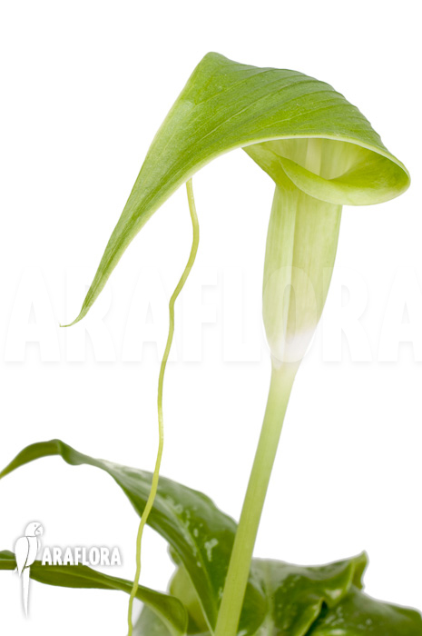 Arisaema filiforme &lsquo;Borneo&rsquo;