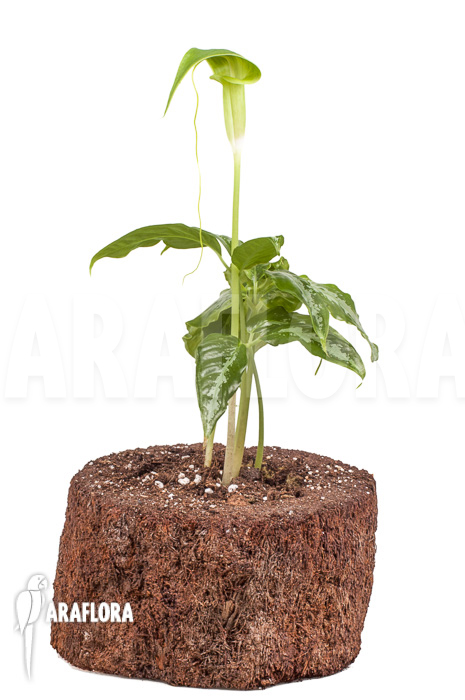 Arisaema filiforme &lsquo;Borneo&rsquo;