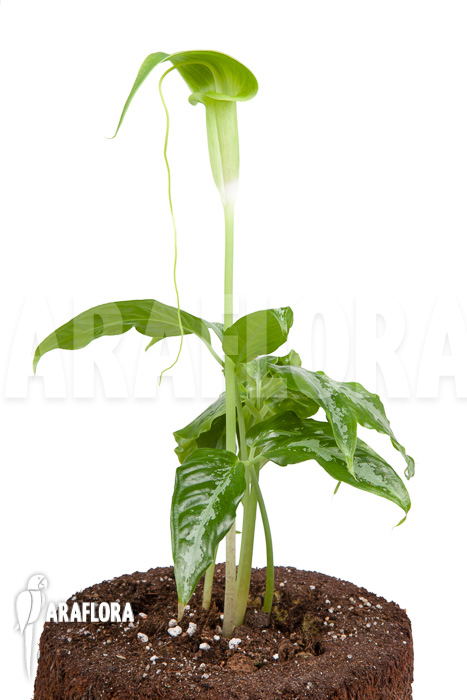 Arisaema filiforme &lsquo;Borneo&rsquo;