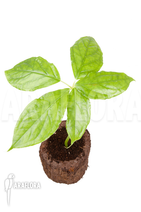 Arisaema filiforme &lsquo;Java&rsquo;