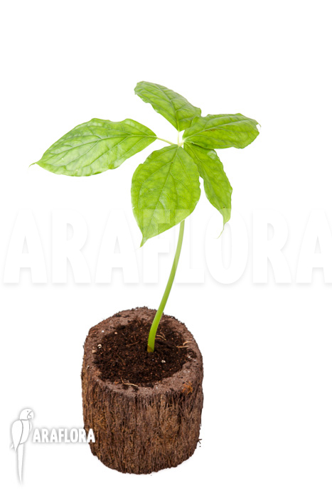 Arisaema filiforme &lsquo;Java&rsquo;