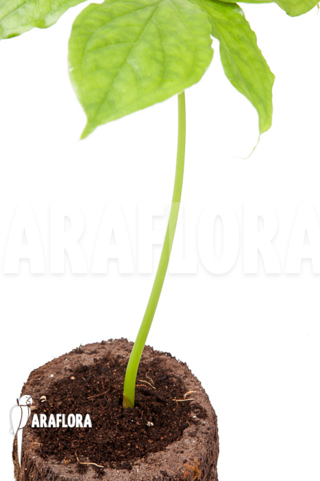 Arisaema filiforme &lsquo;Java&rsquo;