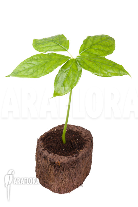 Arisaema filiforme &lsquo;Java&rsquo;