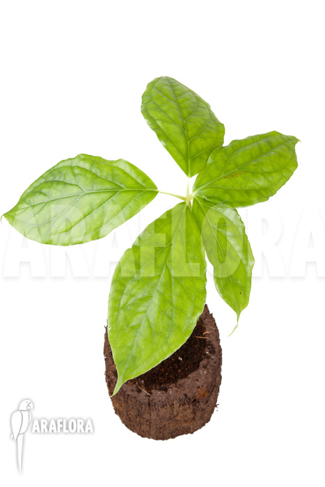 Arisaema filiforme &lsquo;Java&rsquo;