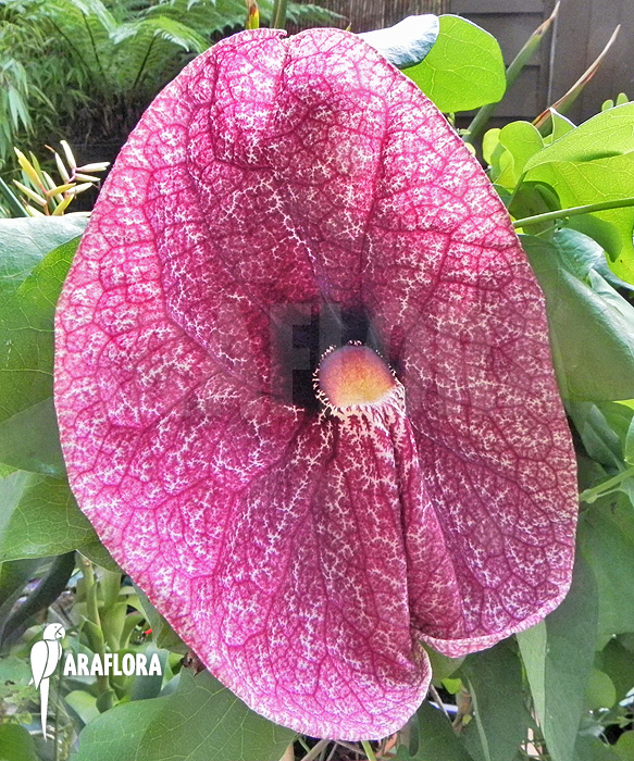 Aristolochia-gigantea-3