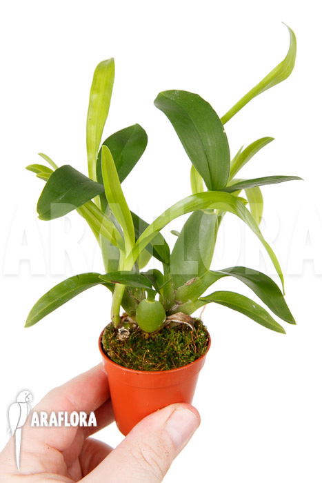 Aspasia lunata &lsquo;M&rsquo;