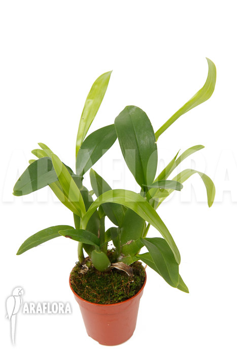 Aspasia lunata &lsquo;M&rsquo;