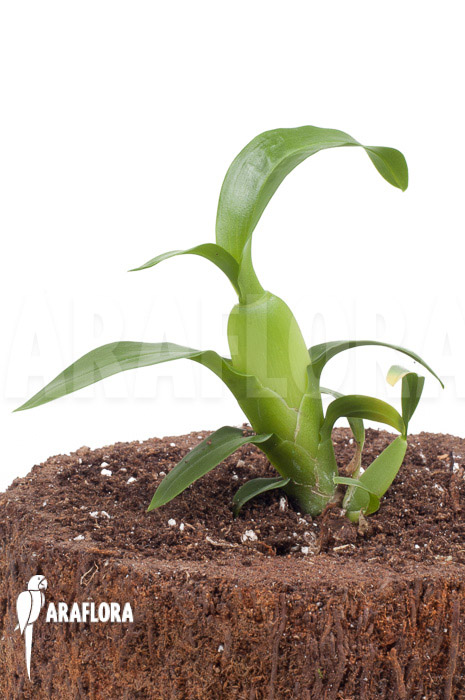 Aspasia lunata &lsquo;starter&rsquo;