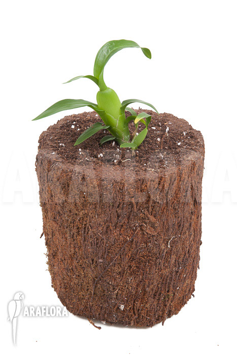 Aspasia lunata &lsquo;starter&rsquo;