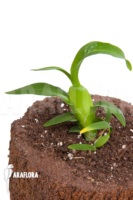 Aspasia lunata &lsquo;starter&rsquo;