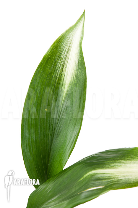 Aspidistra eliator &lsquo;S&rsquo;