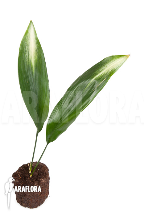 Aspidistra eliator &lsquo;S&rsquo;