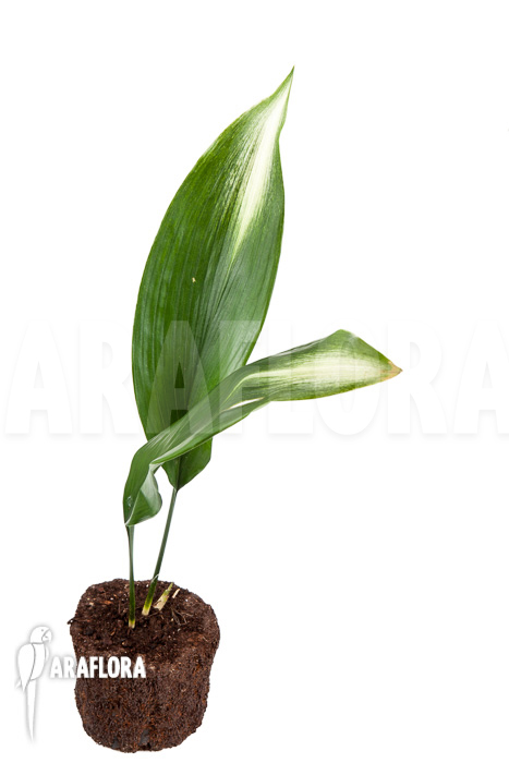 Aspidistra eliator &lsquo;S&rsquo;