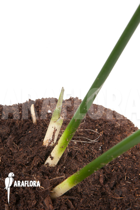 Aspidistra eliator &lsquo;S&rsquo;