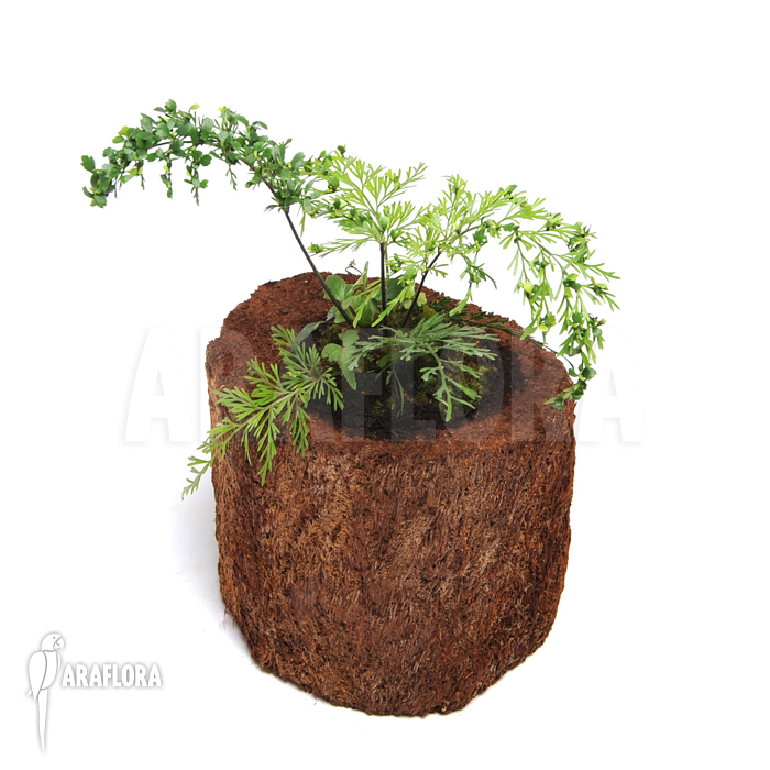 Asplenium daucifolium