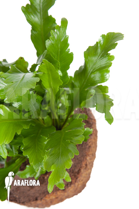 Asplenium nidus &lsquo;Campio&rsquo;