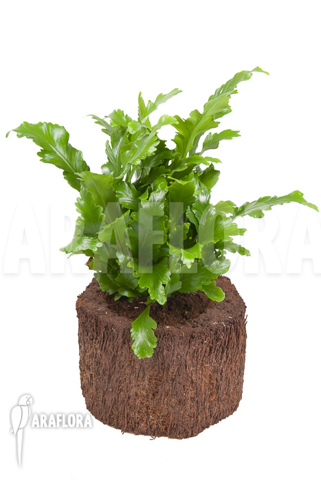 Asplenium nidus &lsquo;Campio&rsquo;
