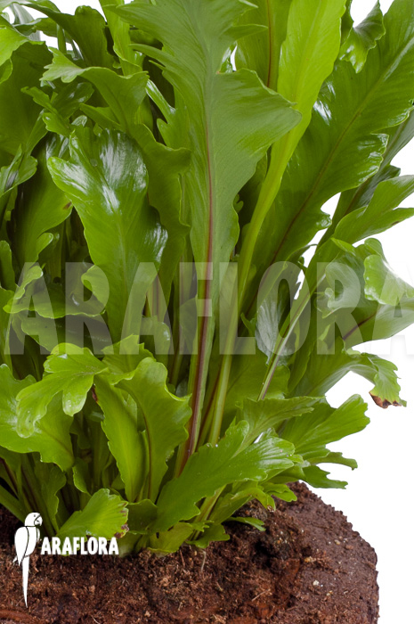 Asplenium nidus &lsquo;Campio&rsquo;