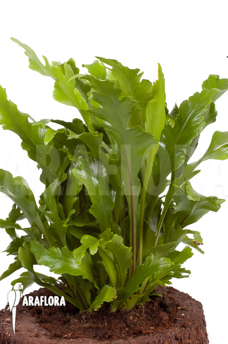 Asplenium nidus &lsquo;Campio&rsquo;