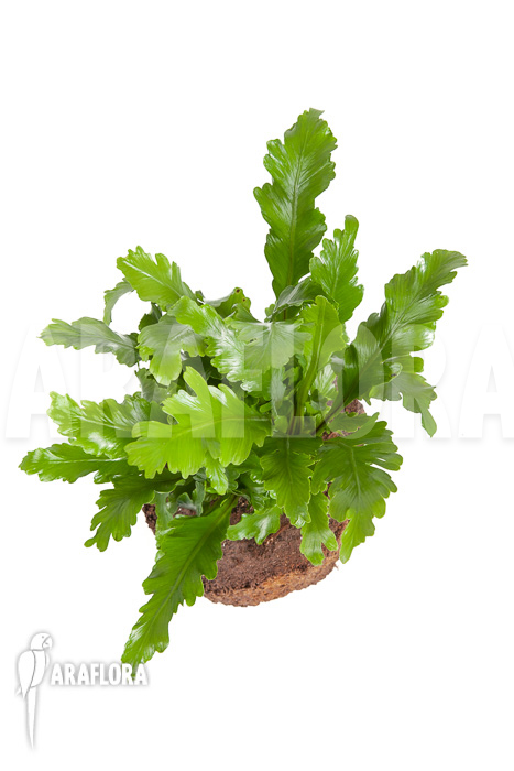 Asplenium nidus &lsquo;Campio&rsquo;