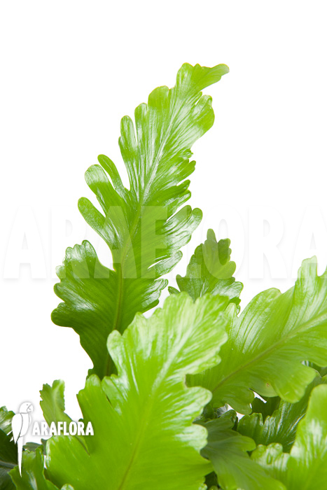 Asplenium nidus &lsquo;Campio&rsquo;