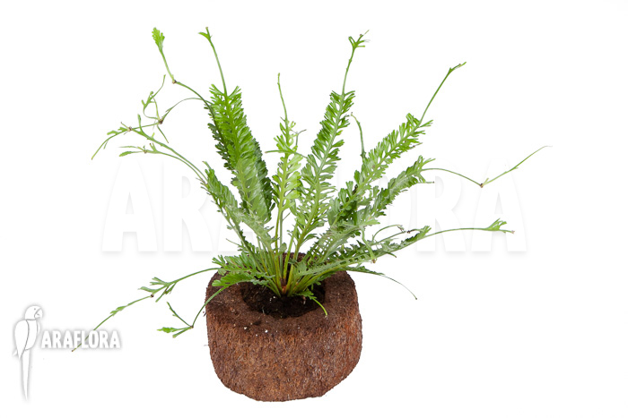 Asplenium x kenzoi  &lsquo;M&rsquo;