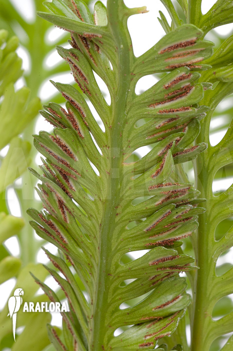 Asplenium x kenzoi  &lsquo;M&rsquo;