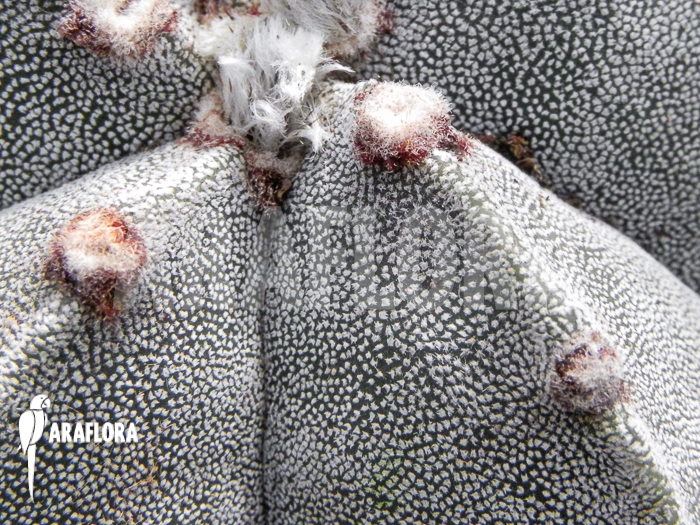 Astrophytum myriostigma