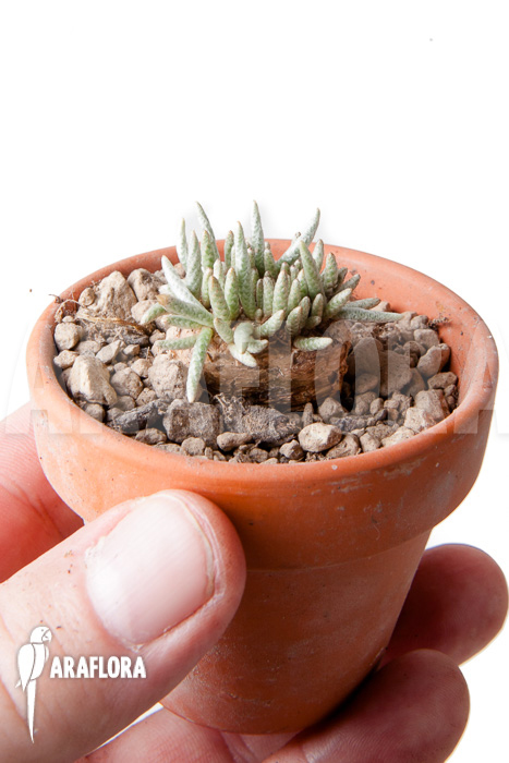 Avonia quinaria &lsquo;S&rsquo;