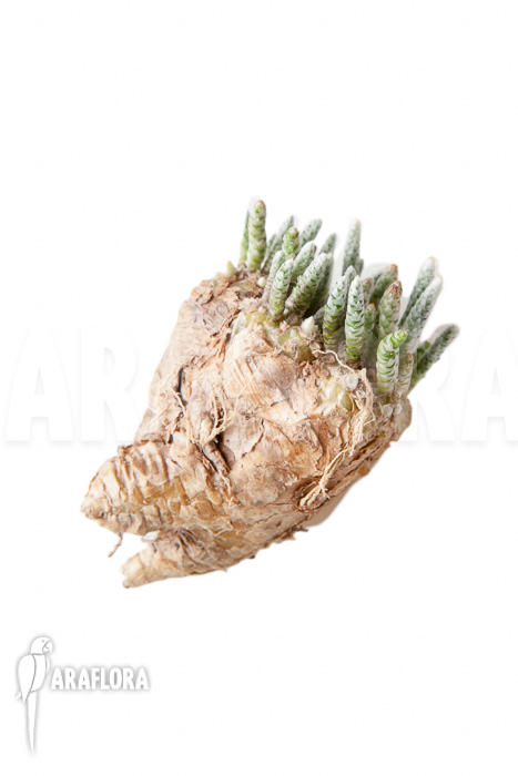 Avonia quinaria &lsquo;S&rsquo;