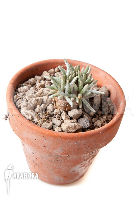 Avonia quinaria &lsquo;S&rsquo;