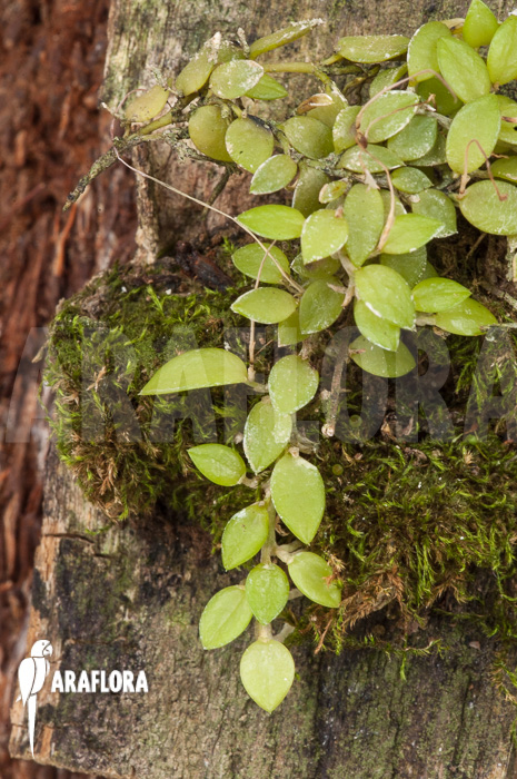Barbosella gardneri &lsquo;Starter&rsquo;