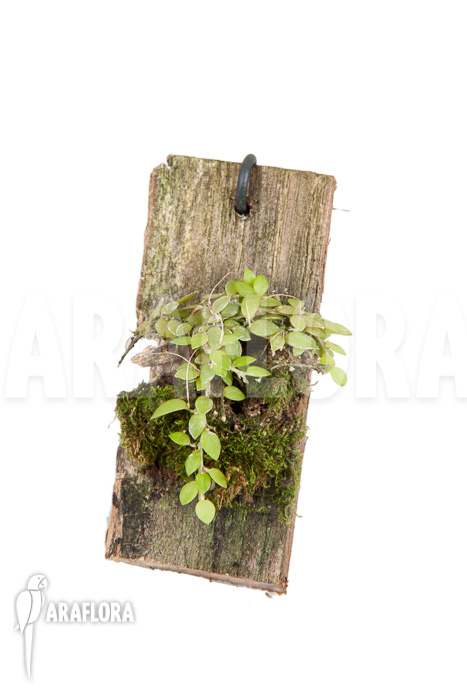 Barbosella gardneri &lsquo;Starter&rsquo;