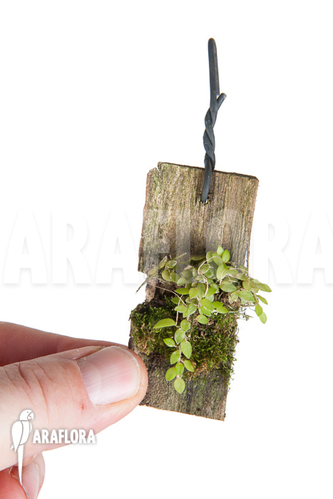 Barbosella gardneri &lsquo;Starter&rsquo;