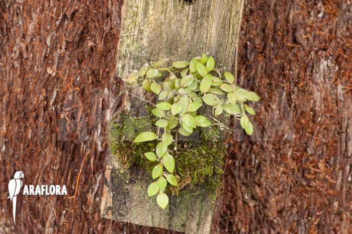 Barbosella gardneri &lsquo;Starter&rsquo;