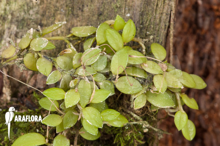 Barbosella gardneri &lsquo;Starter&rsquo;