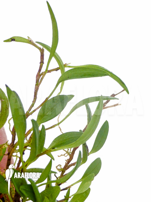 Barbosella species K01