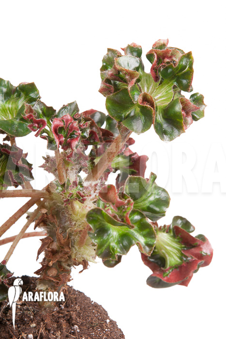 Begonia &lsquo;Cathedral&rsquo; &lsquo;Starter&rsquo;