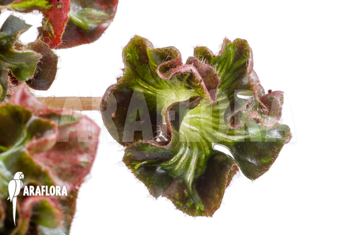 Begonia &lsquo;Cathedral&rsquo; &lsquo;Starter&rsquo;