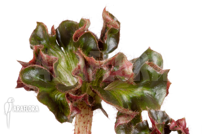 Begonia &lsquo;Cathedral&rsquo; &lsquo;Starter&rsquo;