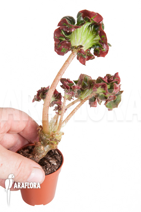 Begonia &lsquo;Cathedral&rsquo; &lsquo;Starter&rsquo;