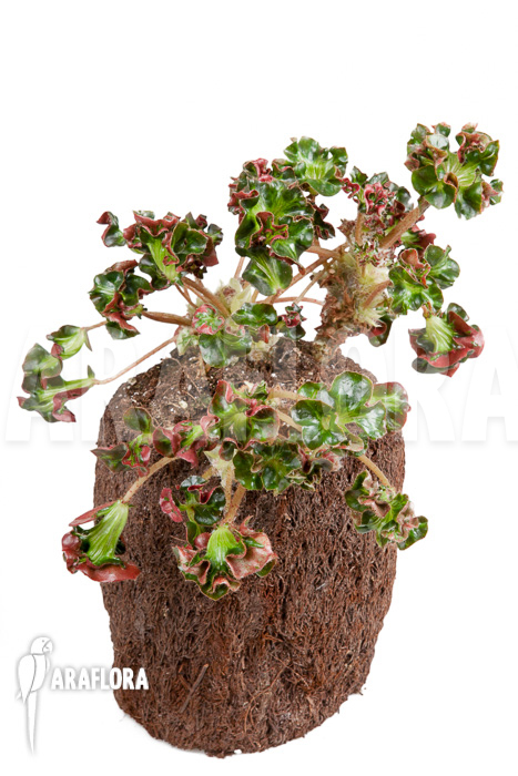 Begonia &lsquo;Cathedral&rsquo; &lsquo;Starter&rsquo;